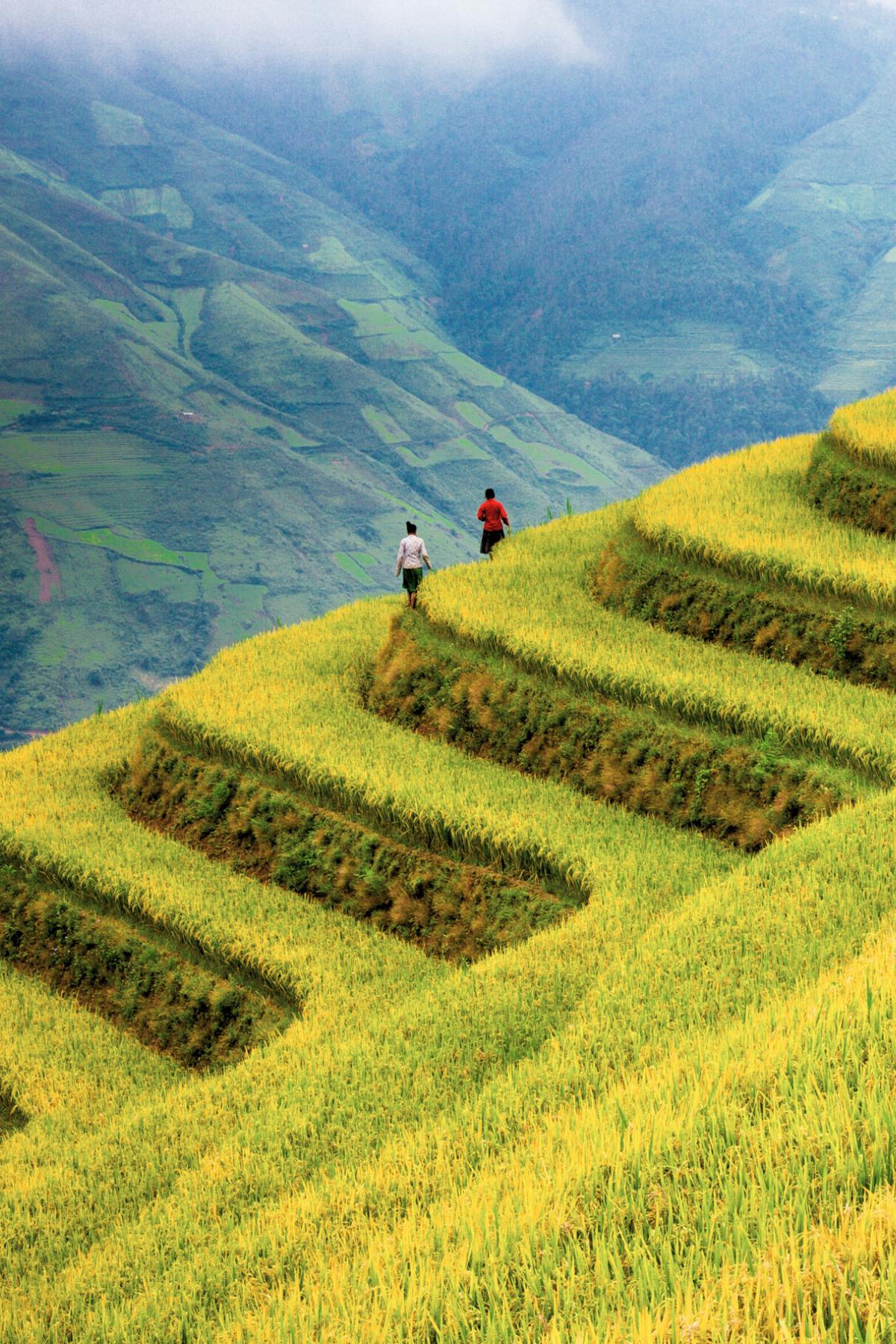 Imagen de un campo precioso en Vietnam