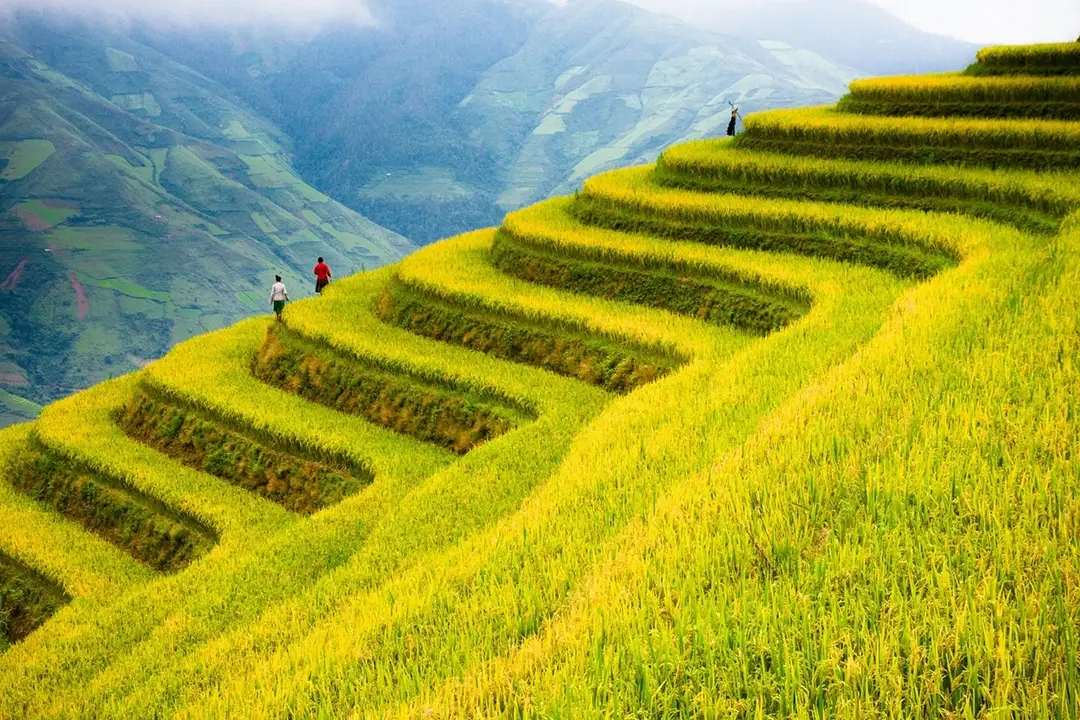 Un gran viaje a los arrozales de Vietnam