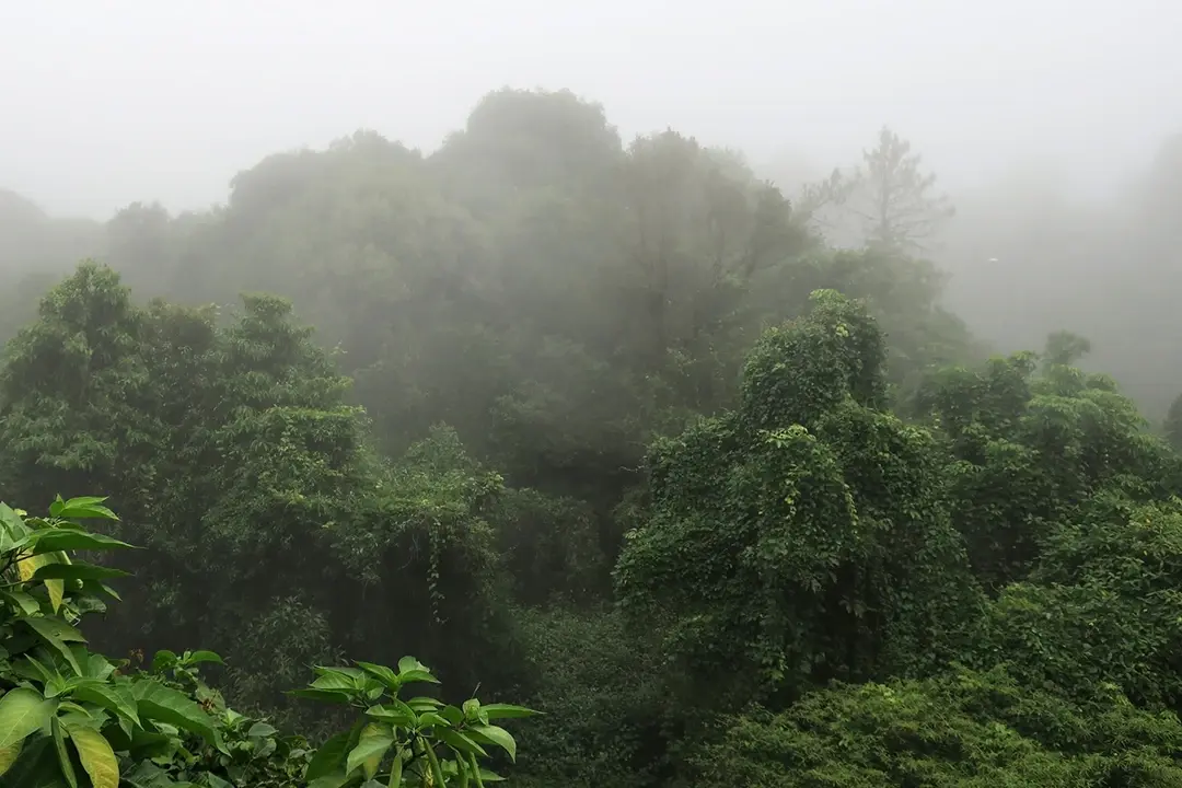 Foto de un bosque vasto y denso entre la niebla